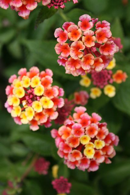gal/cro 08/small-IMG_4577.JPG
